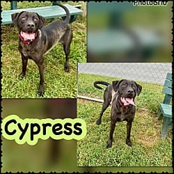 Photo of Cyprus, adoptable Labrador Retriever Mixed Breed (Medium) in Blountville, Tennessee