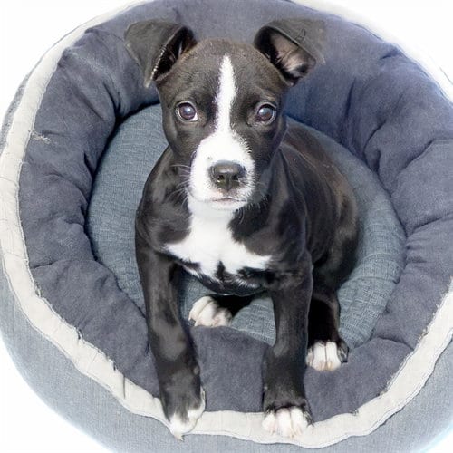 Photo of Pibb, adoptable Pit Bull Terrier in Maryland, Missouri