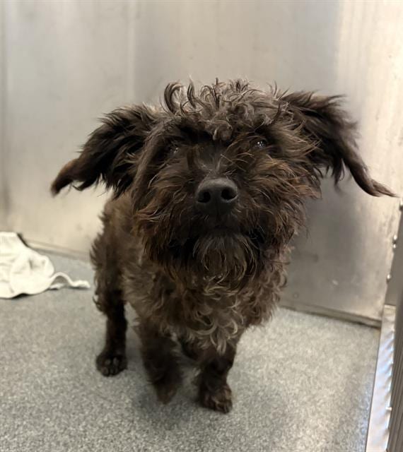 Photo of Bill, adoptable Mixed Breed