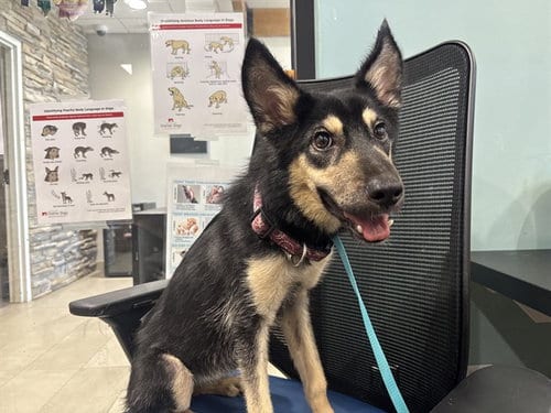 Photo of Canes, adoptable German Shepherd Dog in Garland, Texas