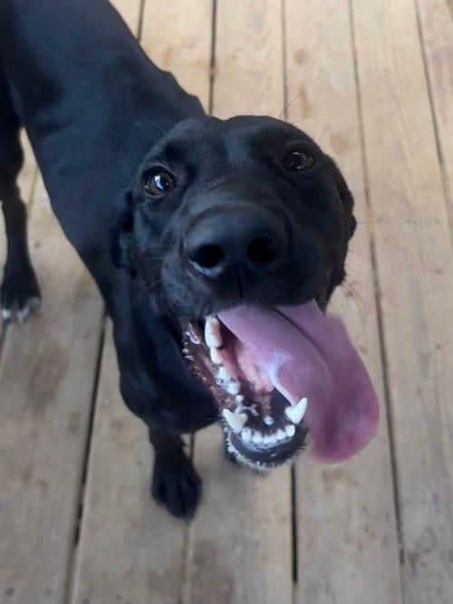 Photo of Guppie, adoptable Labrador Retriever in Wetumpka, Alabama