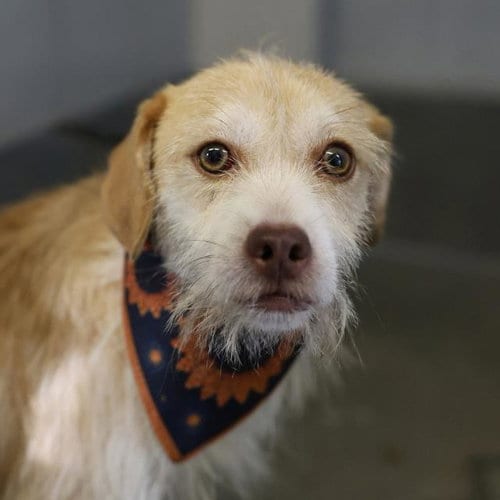 Photo of Cream, adoptable Miniature Schnauzer in San Antonio, Texas