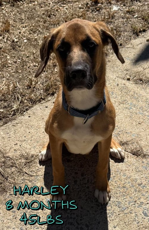 Photo of Harley, adoptable Unknown breed in Holbrook, New York