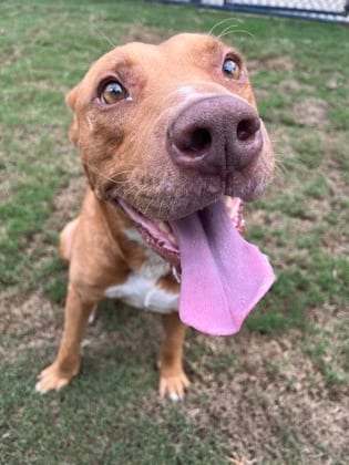 Photo of Drex, adoptable dog in Atlanta, Georgia