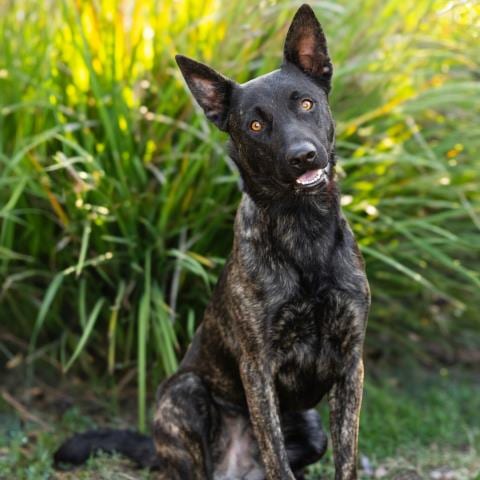 Photo of Cantiflas, adoptable Dutch Shepherd in Camarillo, California