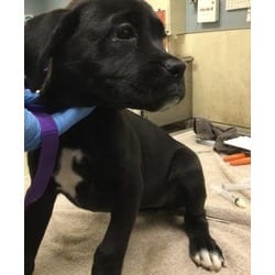 Photo of Balboa, adoptable Boxer in Jurupa Valley, California