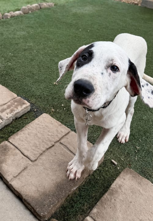 Photo of Sparrow, adoptable Dogo Argentino in Inglewood, California