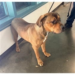 Photo of Peaches, adoptable Boxer in Chatsworth, California