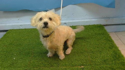 Photo of A5800198, adoptable Maltese in Gardena, California