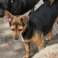 Photo of Emma, adoptable Chihuahua in Riverview, Florida