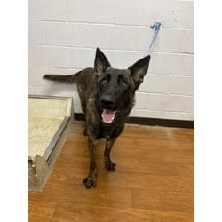 Photo of Rocky, adoptable German Shepherd Dog in Baton Rouge, Louisiana