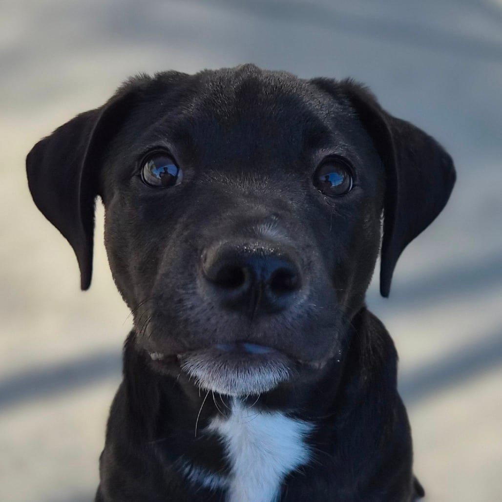 Photo of Professor Pumpkin, adoptable Terrier, Pit Bull / Mixed Breed (Small) in Riverside, California