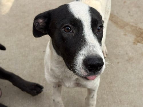 Photo of Trout, adoptable Anatolian Shepherd in Tulsa, Oklahoma