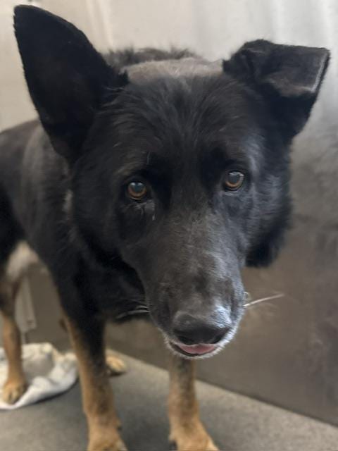 Photo of Lyle, adoptable Mixed Breed