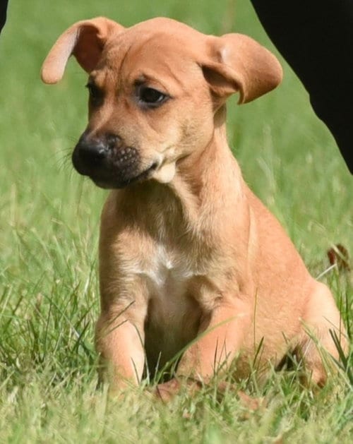 Photo of Lucian, adoptable Beagle in Mechanicsburg, Pennsylvania