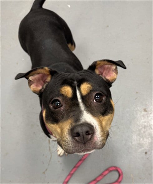 Photo of Sissy, adoptable Pit Bull Terrier in Peoria, Illinois