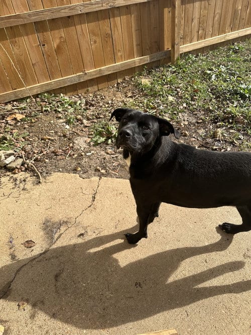 Photo of Olivia, adoptable Black Labrador Retriever in Jackson, Mississippi