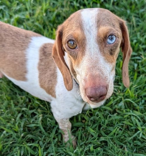 Photo of Birdie, adoptable Dachshund in Shelbyville, Tennessee