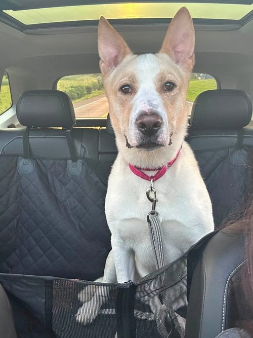 Photo of Rex, adoptable German Shepherd Dog in Martinsburg, West Virginia