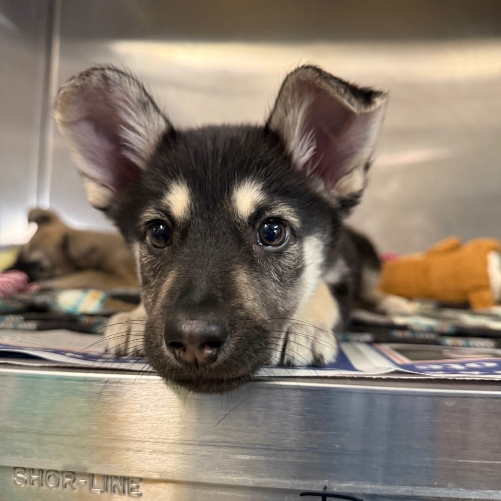 Photo of Blue Thunder, adoptable Shepherd / Mix in San Antonio, Texas