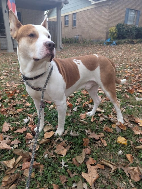 Photo of Ozzy, adoptable Staffordshire Bull Terrier in Munford, Tennessee