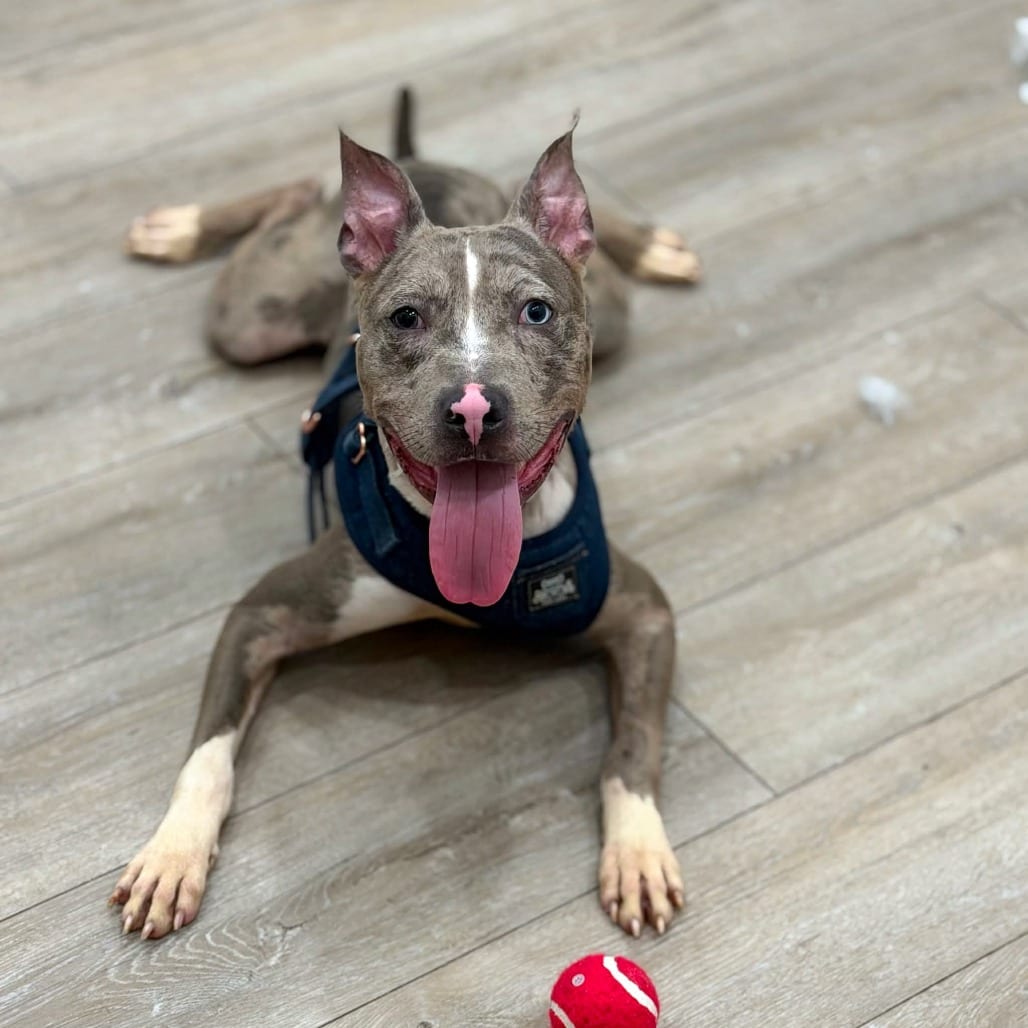 Photo of Ocean, adoptable Catahoula Leopard Dog / Mixed Breed (Medium) in Whitestone, New York