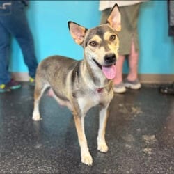 Photo of Anna, adoptable Shepherd (Unknown Type) Mixed Breed (Medium) in Frederick, Maryland