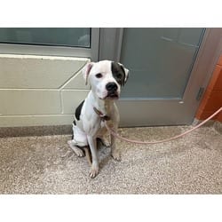 Photo of Oreo, adoptable American Pit Bull Terrier in Pueblo, Colorado