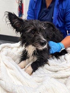Photo of A183148, adoptable Terrier in Haw River, North Carolina