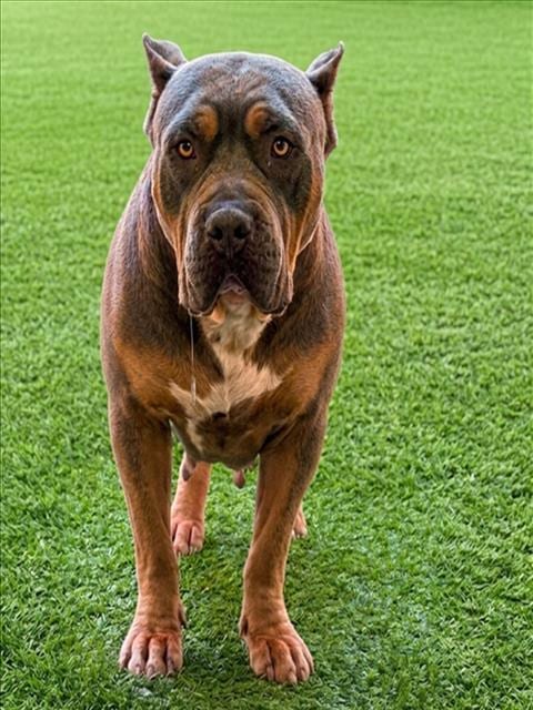 Photo of Eifel, adoptable Staffordshire Bull Terrier in Chatsworth, California