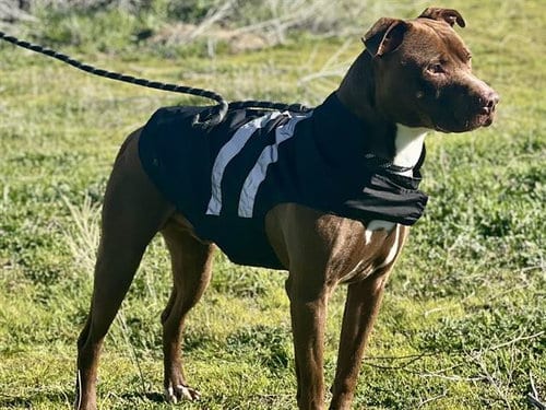 Photo of Eddy, adoptable Pit Bull Terrier in Lake Isabella, California
