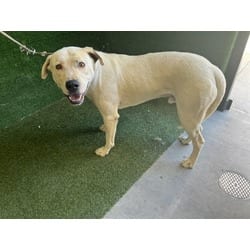 Photo of Junior, adoptable Labrador Retriever in Lancaster, California