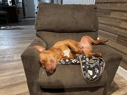 Photo of Pancake, adoptable American Staffordshire Terrier in Ocala, Florida