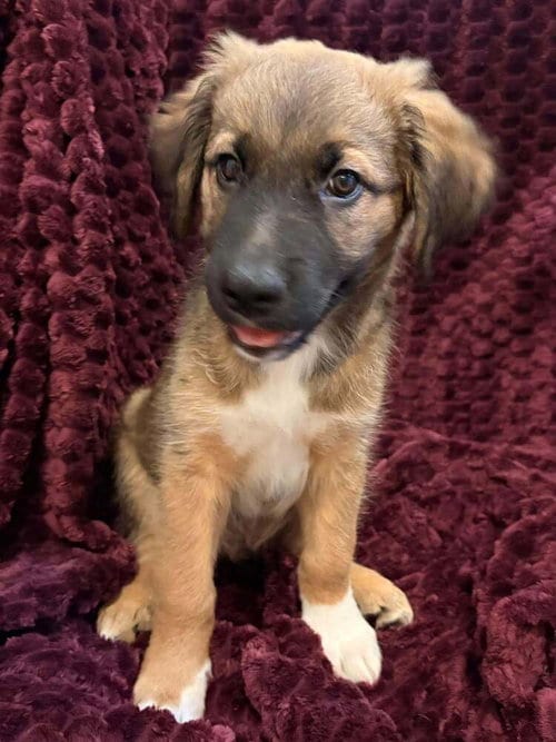 Photo of Barnaby Jones, adoptable Terrier in Candler, North Carolina