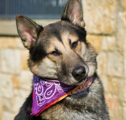 Photo of Badger, adoptable German Shepherd/Mix