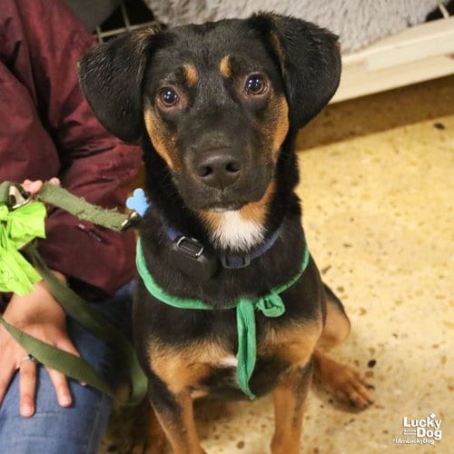 Photo of Wallace, adoptable Black and Tan Coonhound in Washington, District of Columbia