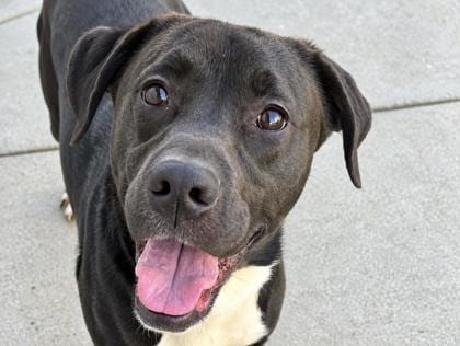 Photo of Smoothie, adoptable dog in Georgetown, Texas