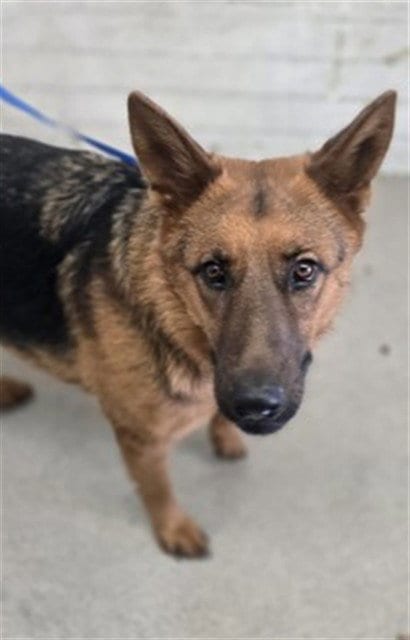 Photo of Rachel, adoptable German Shepherd Dog in San Bernardino, California