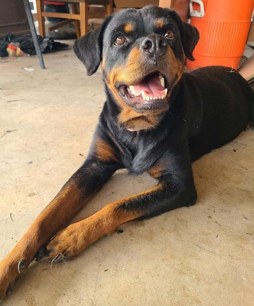 Photo of Bubbles, adoptable Rottweiler in San Antonio, Texas