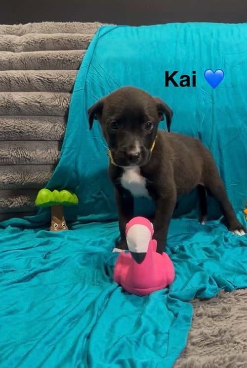 Photo of Kai, adoptable Cattle Dog in Turlock, California