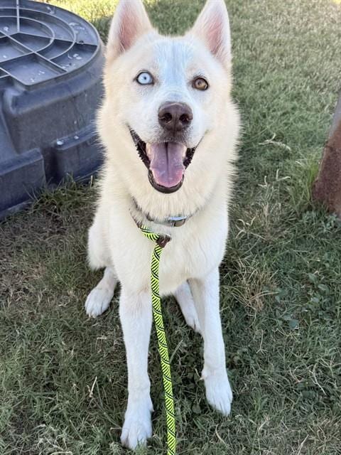 Photo of Kai, adoptable Husky in Corpus Christi, Texas