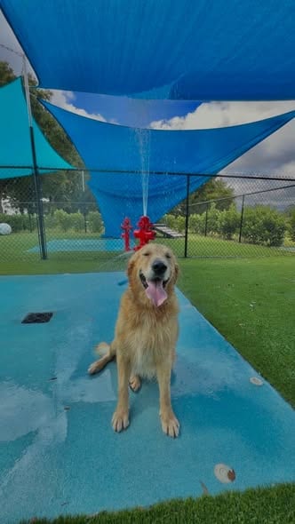 Photo of Sammy 1550, adoptable Golden Retriever in Bonita Springs, Florida