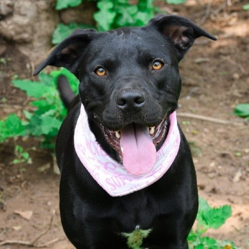 Photo of Tula, adoptable Boxer in Candler, North Carolina
