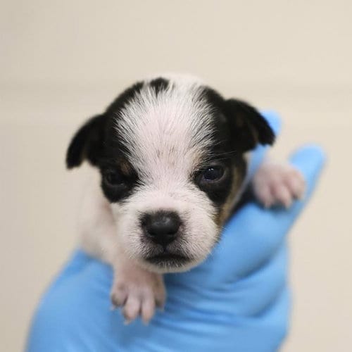 Photo of Ash, adoptable Terrier in San Antonio, Texas