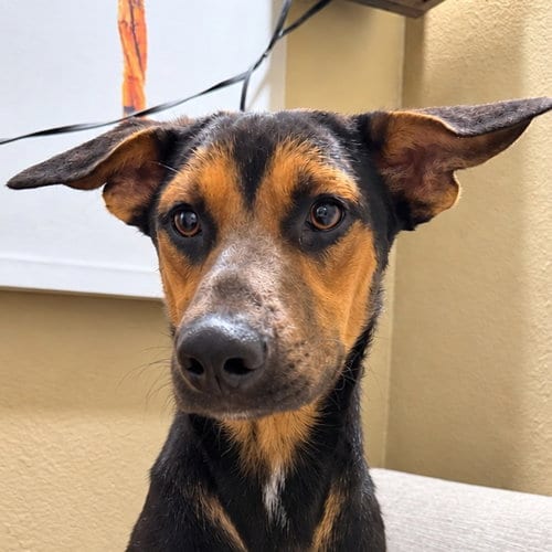 Photo of Nash, adoptable German Shepherd Dog in Lake Forest, California