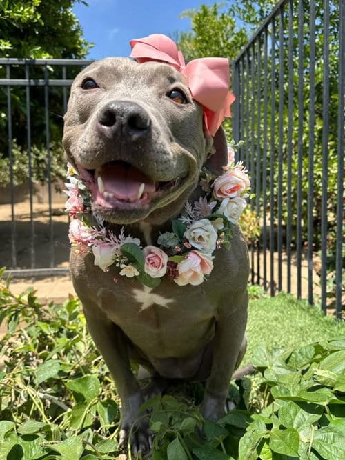 Photo of Harper, adoptable American Pit Bull Terrier in Redlands, California