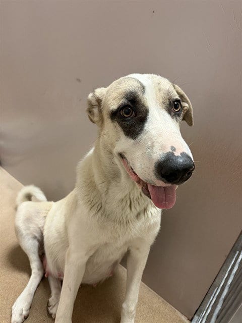 Photo of A1414806, adoptable Anatolian Shepherd in San Jose, California