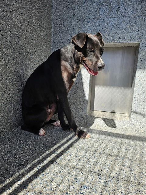 Photo of Donnie, adoptable Pit Bull Terrier in Paradise, California
