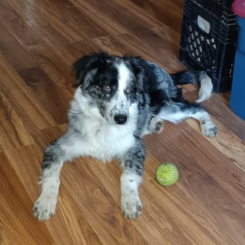 Photo of Oogie Boogie, adoptable Australian Shepherd in Hillside, Illinois