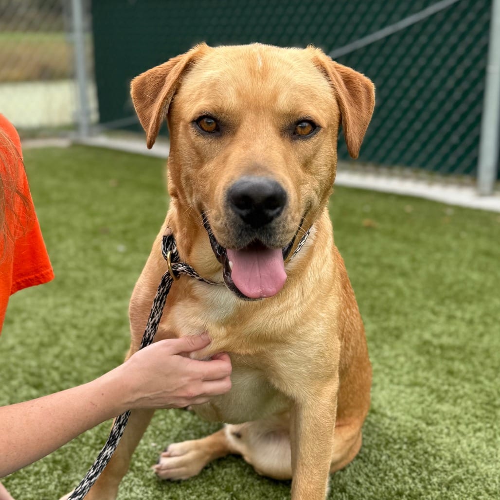 Photo of Winslow, adoptable Retriever, Yellow Labrador / Mixed Breed (Large) in Nashville, Indiana